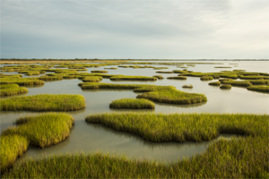 Building with Nature in Galveston Bay 1