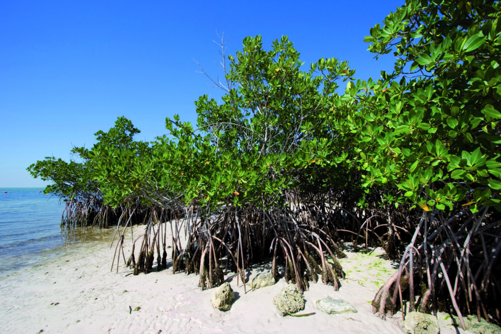 Living Shorelines will get fast track to combat sea level rise