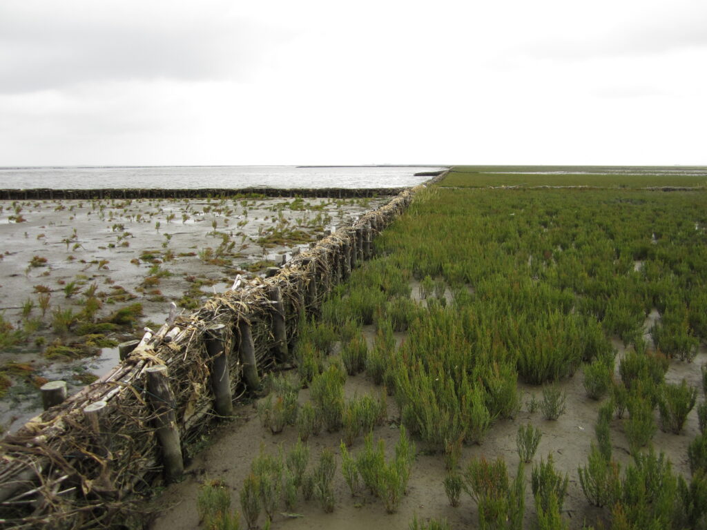 Living Shorelines will get fast track to combat sea level rise 1