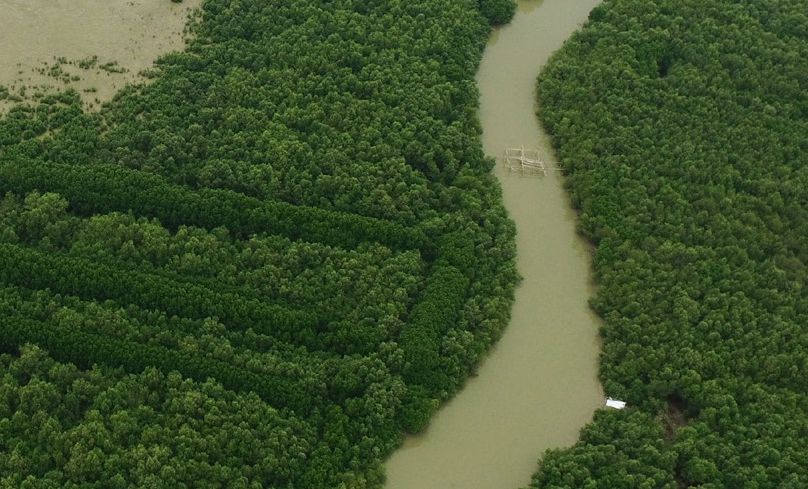 Sustainable restoration of mangrove coasts