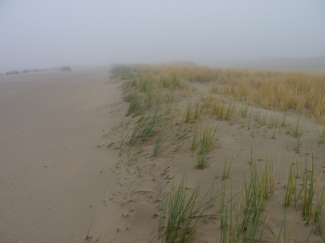 Dune development Hondsbossche Dunes 1