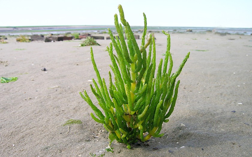 Samphire trial in North East of the Netherlands 1