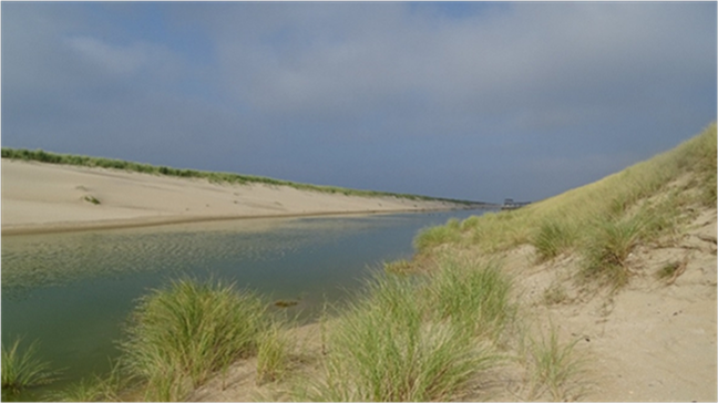 Hondsbossche dunes keep pace with rising sea level 2