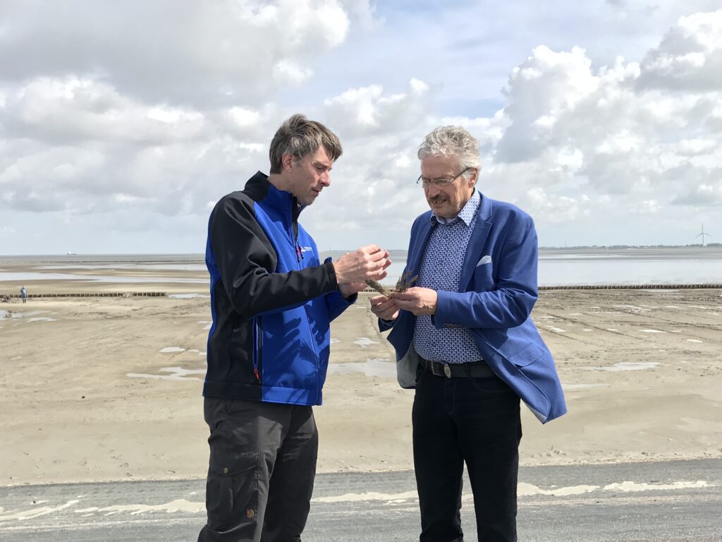 Researchers sow Salicornia seeds in pioneer salt marsh in Netherlands