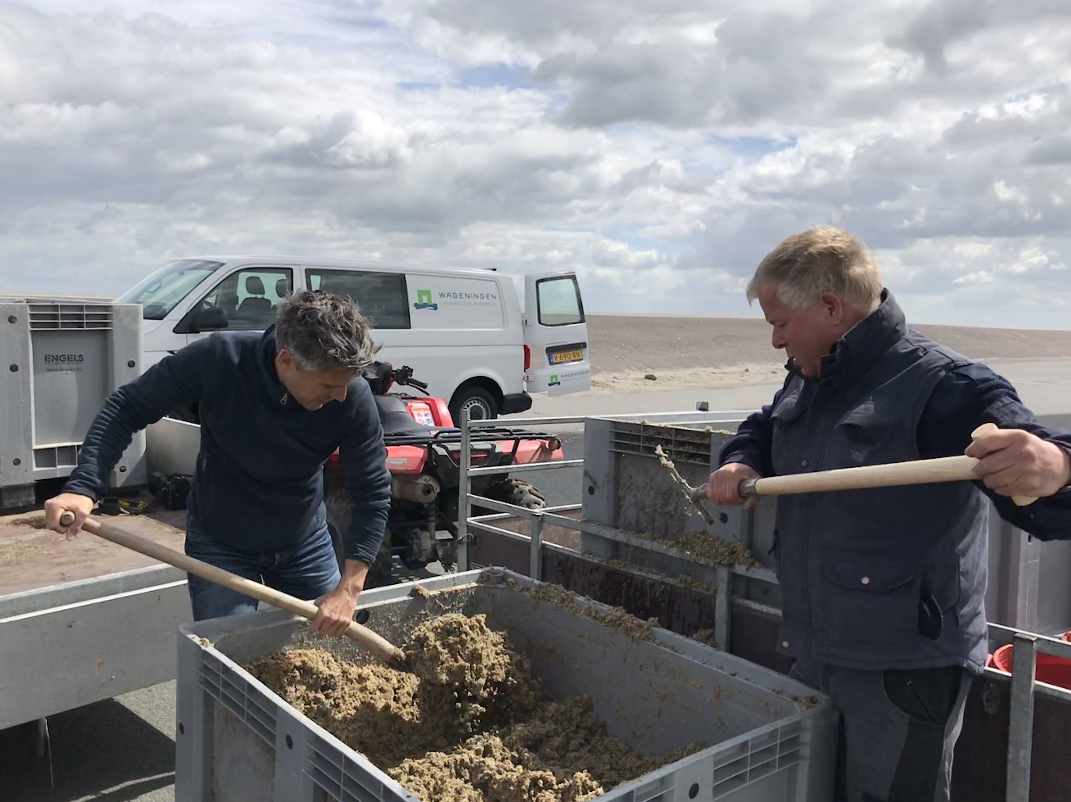 Researchers sow Salicornia seeds in pioneer salt marsh in Netherlands 1
