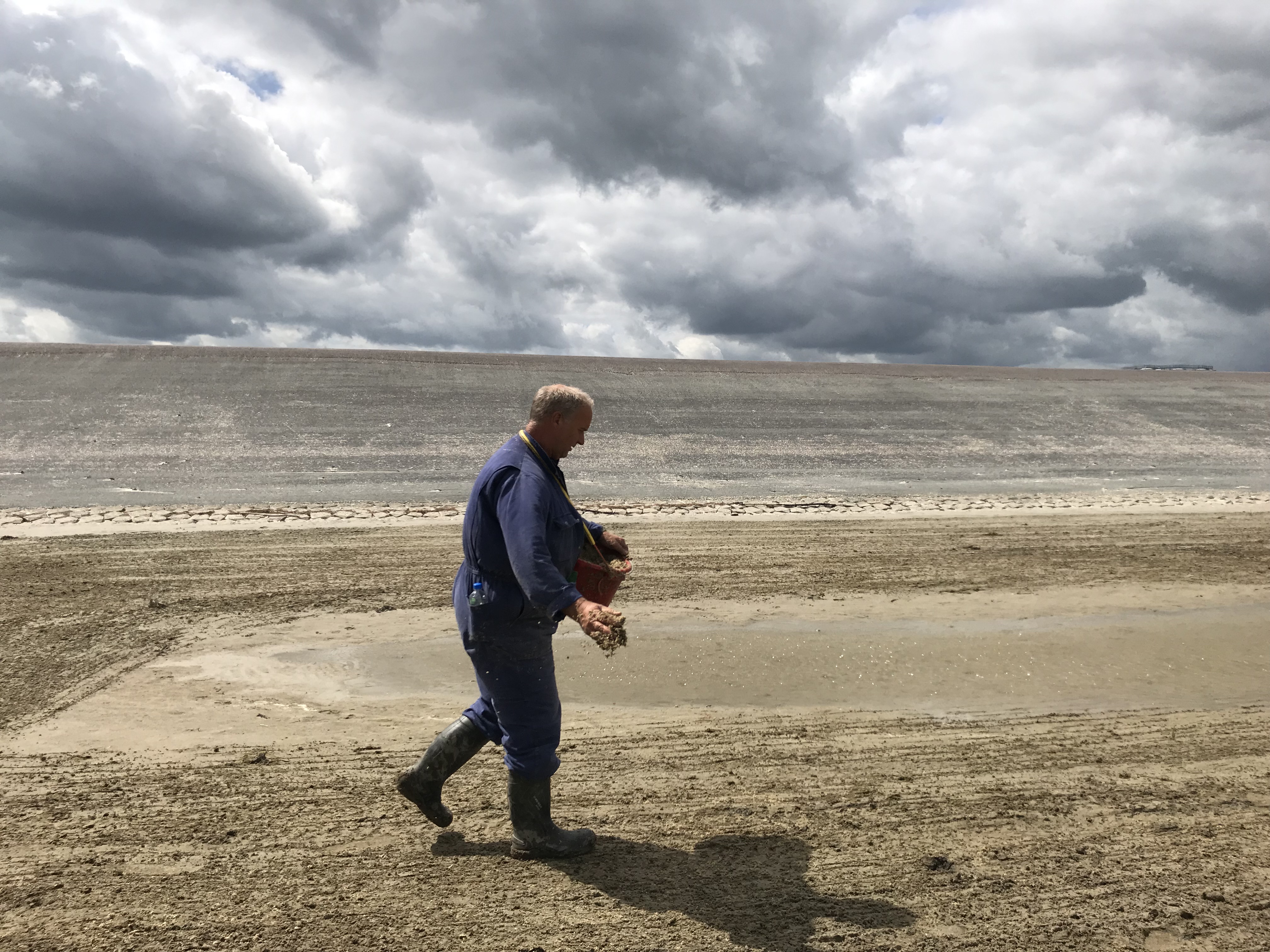 Researchers sow Salicornia seeds in pioneer salt marsh in Netherlands 2