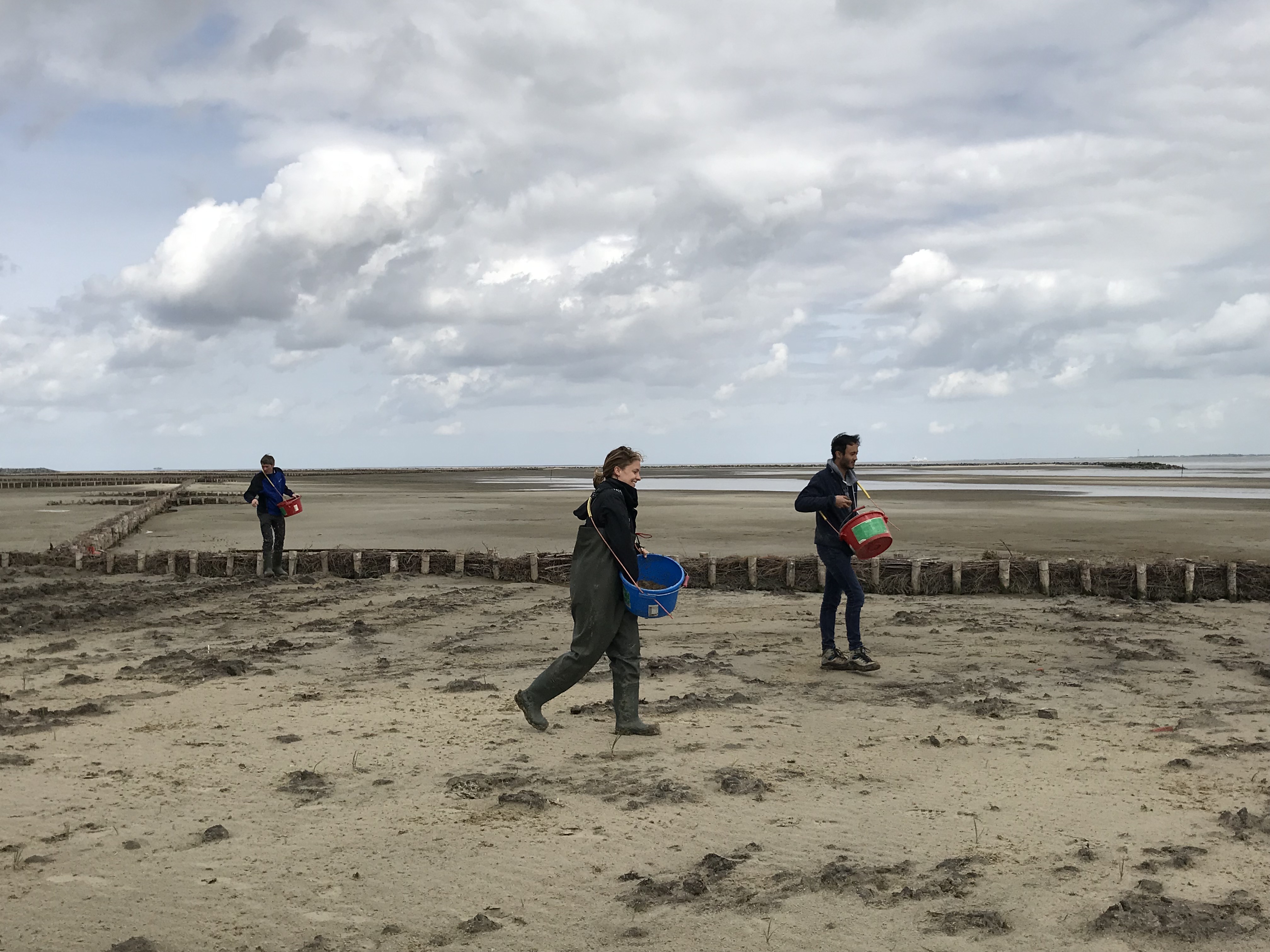 Researchers sow Salicornia seeds in pioneer salt marsh in Netherlands 4