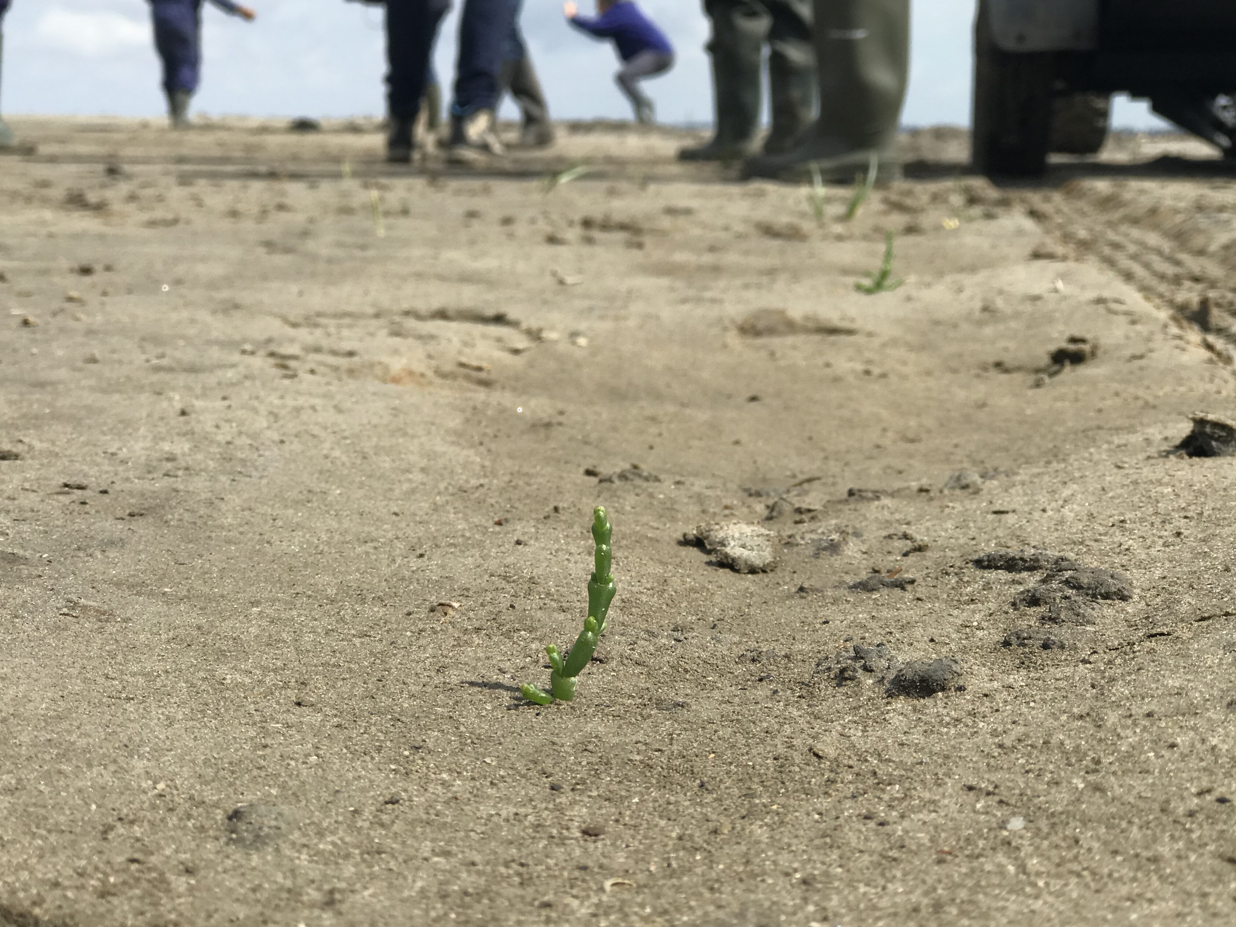 Researchers sow samphire seeds on pioneer salt marsh in Netherlands