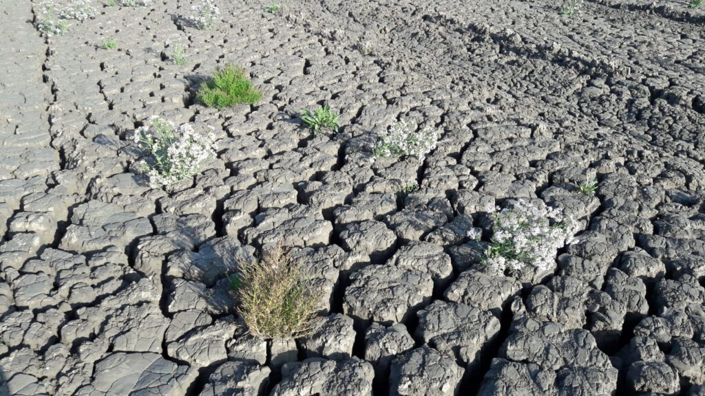 Clay Ripener monitoring campaign 5