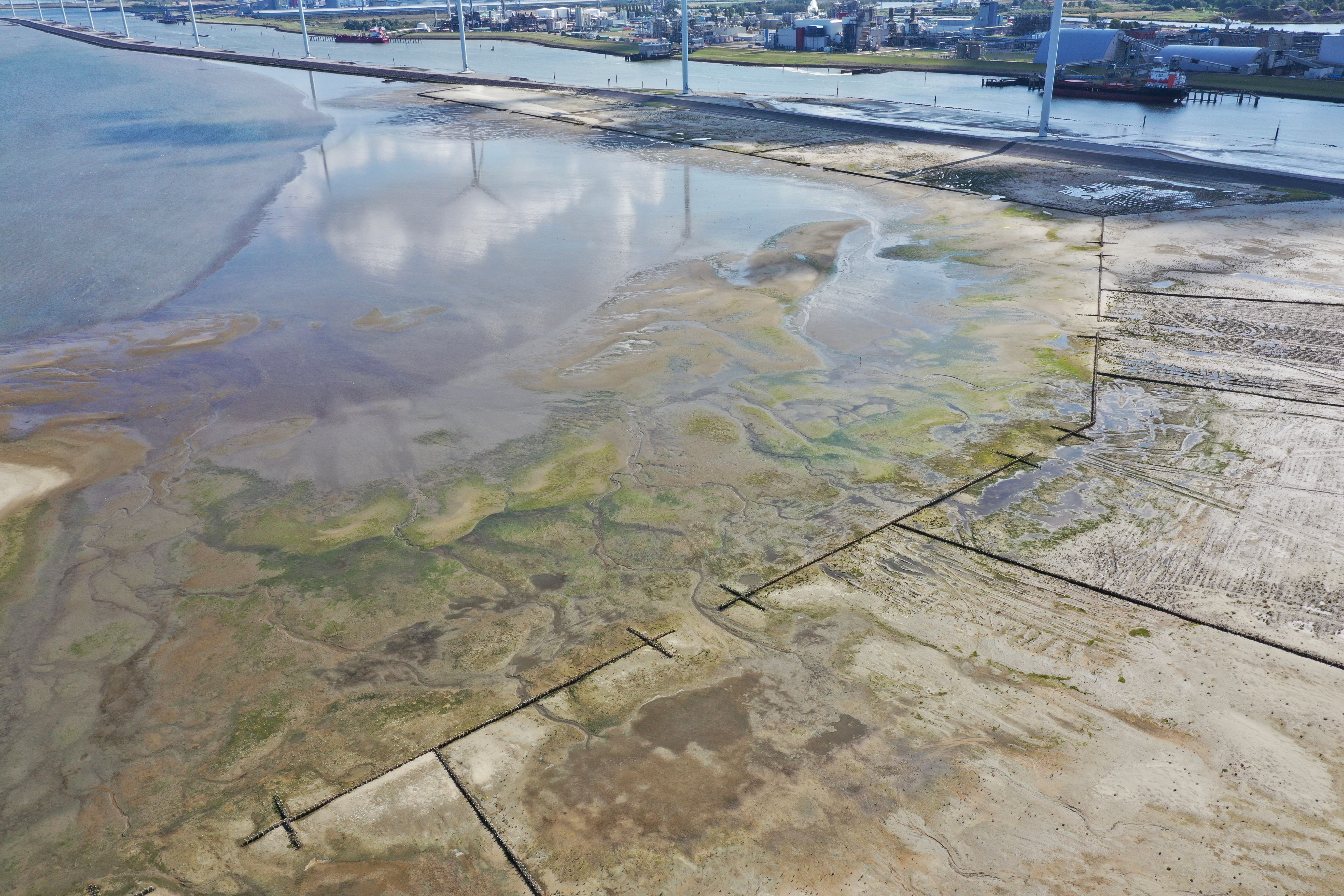 First observations on the pioneer salt marsh near Delfzijl 1