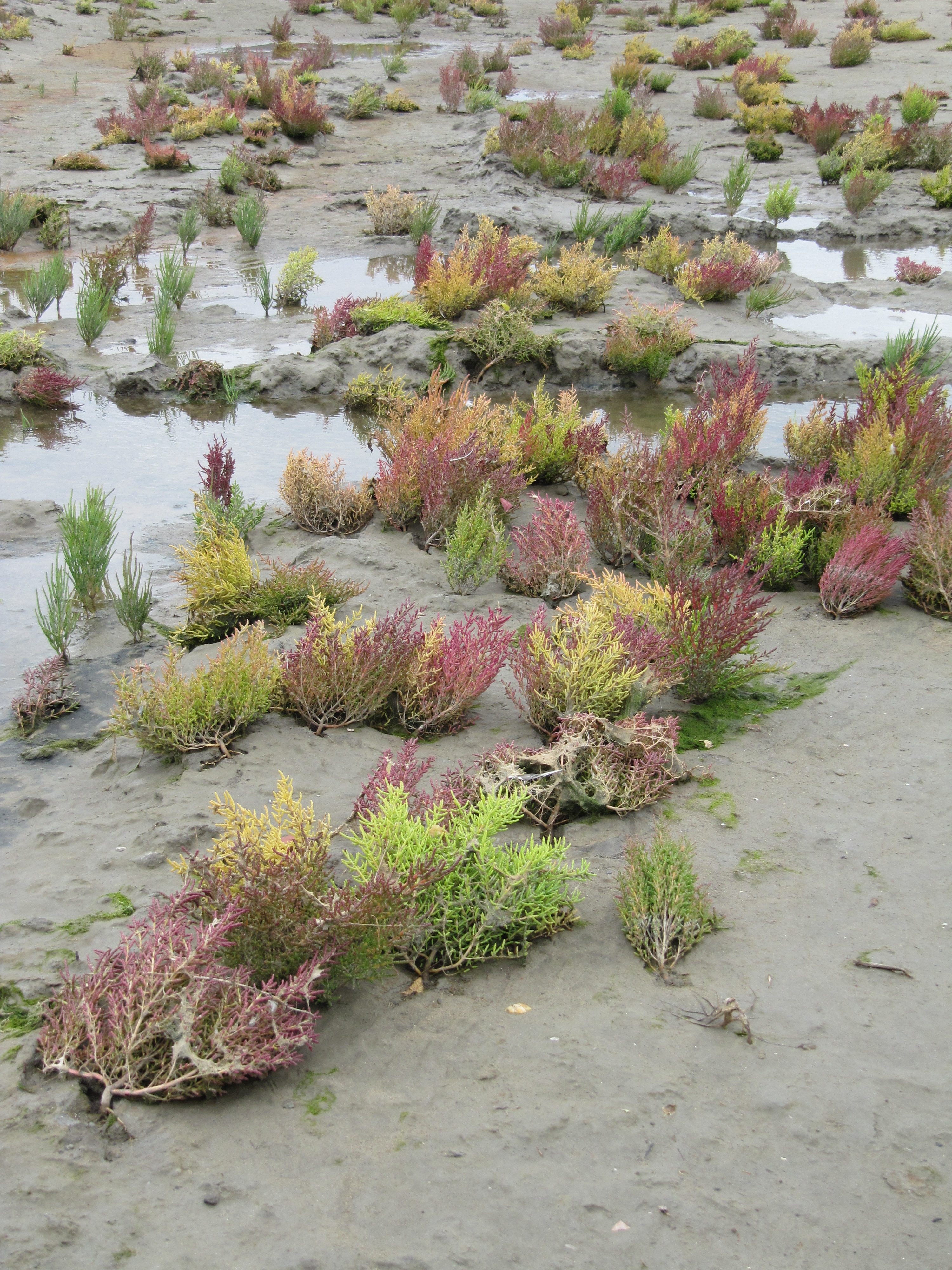 First observations on the pioneer salt marsh near Delfzijl 2