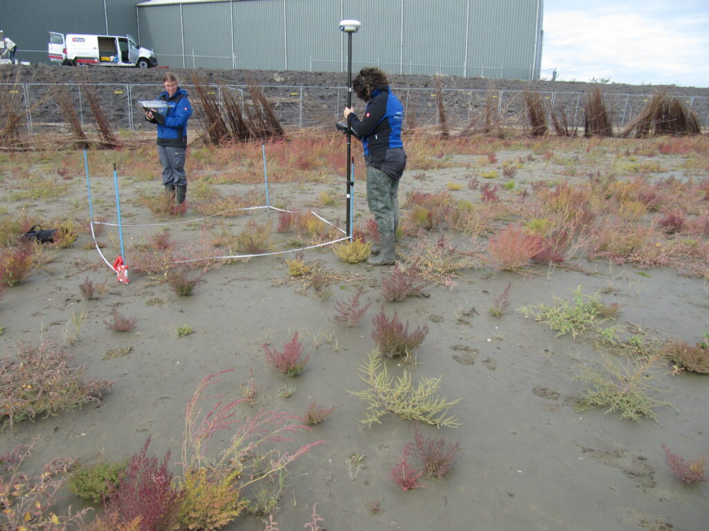 First observations on the pioneer salt marsh near Delfzijl 3