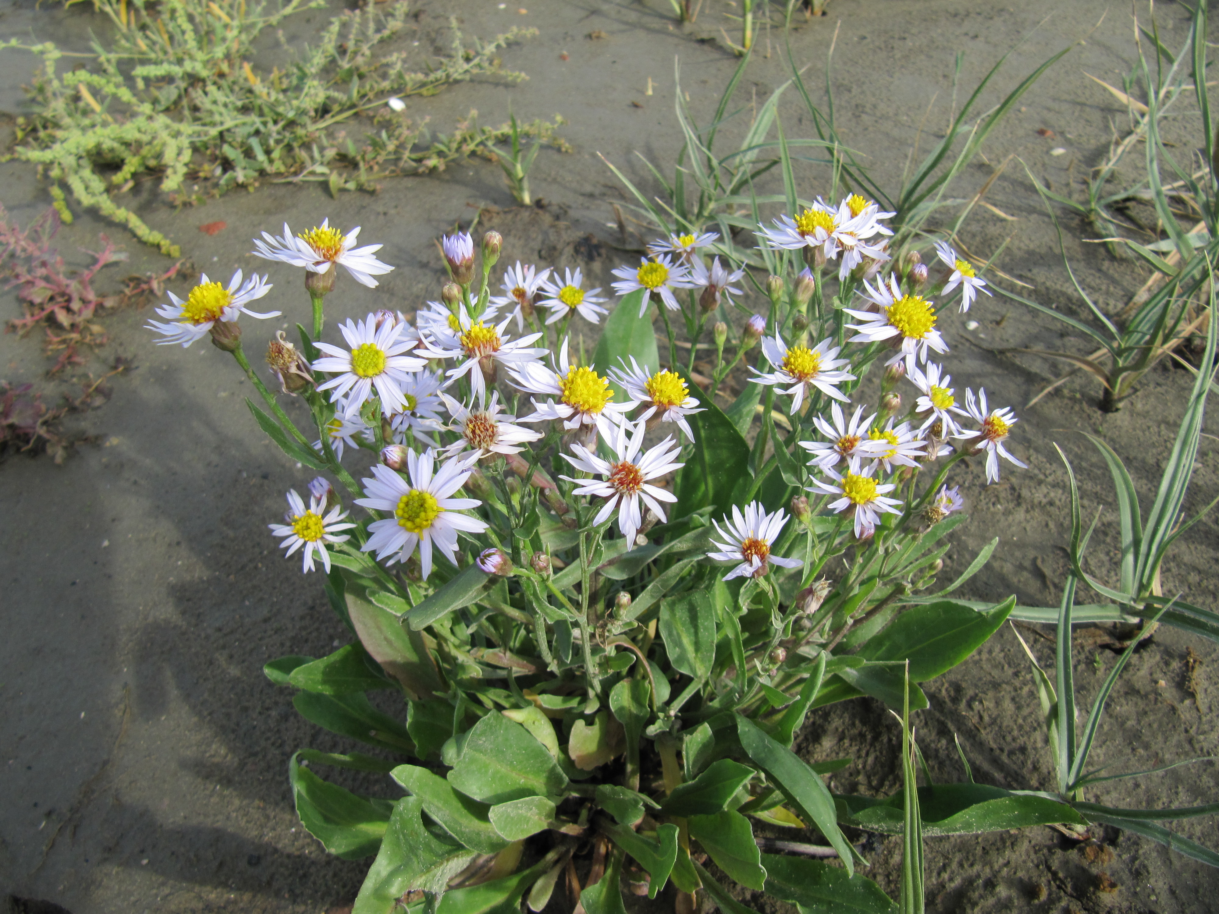 First observations on the pioneer salt marsh near Delfzijl