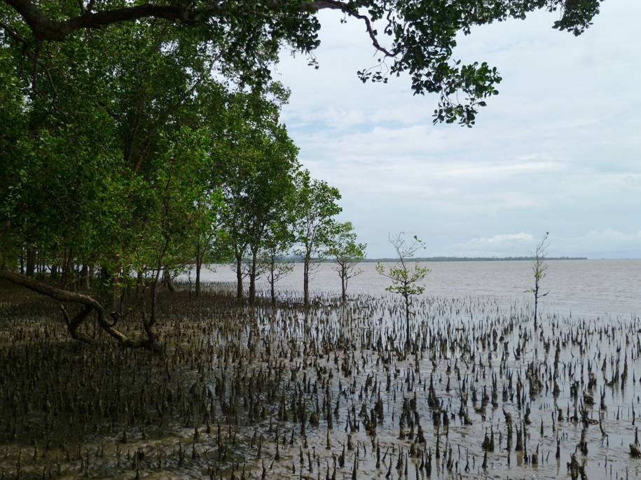 Mangroves in Indonesia