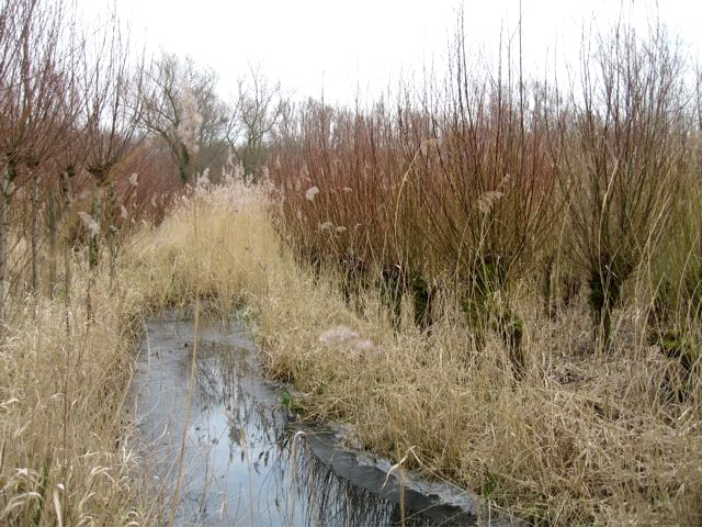 Willow vegetation for wave attenuation