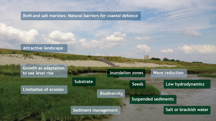 salt marsh ecosystem services