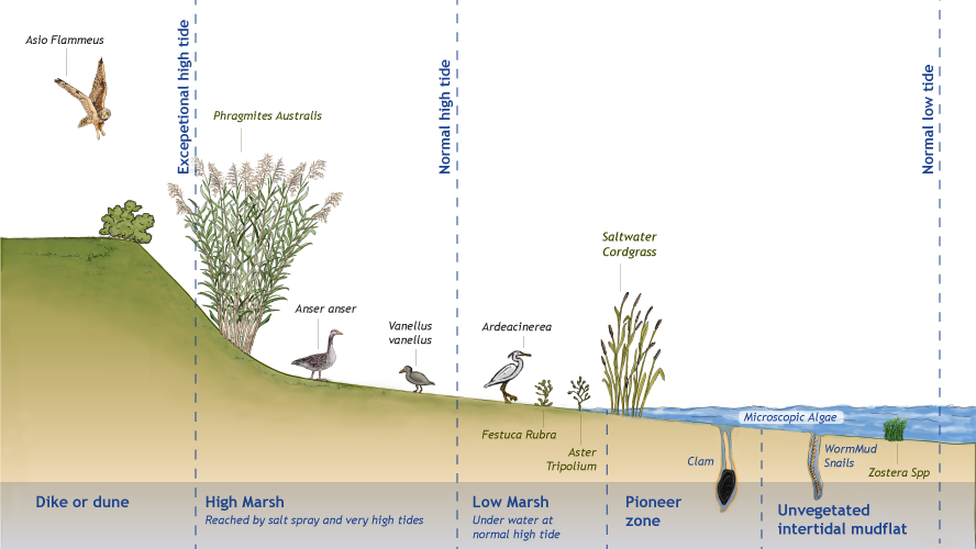 Hydrosphere - salt marshes - EcoShape
