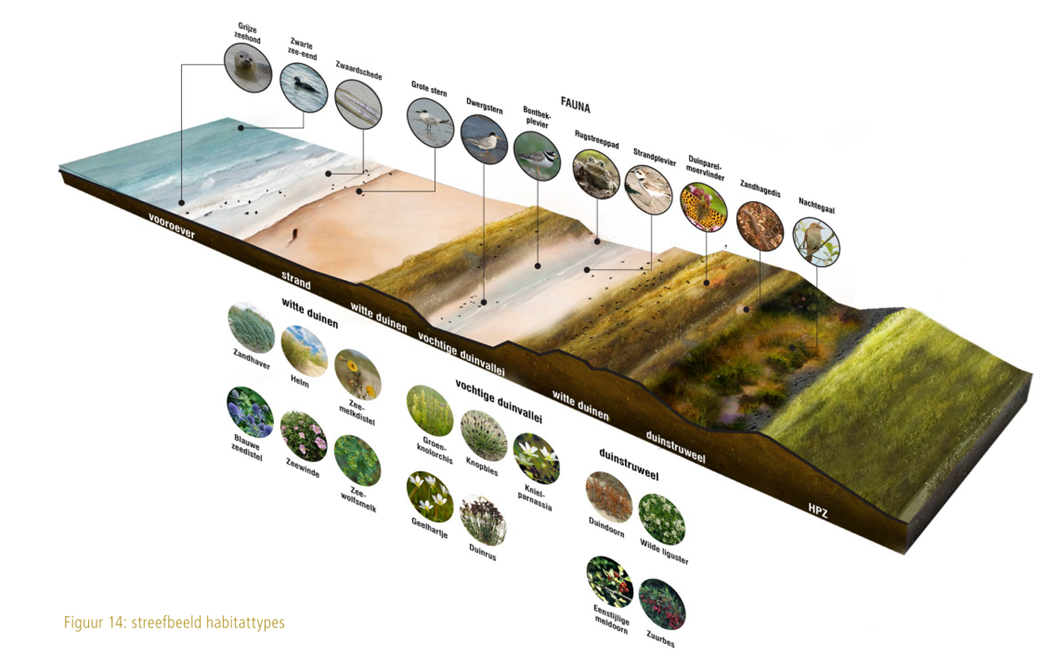 Cross section natural value Hondsbossche Dunes