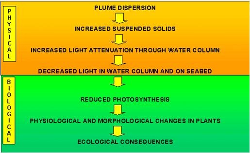 Impact pathway of turbidity