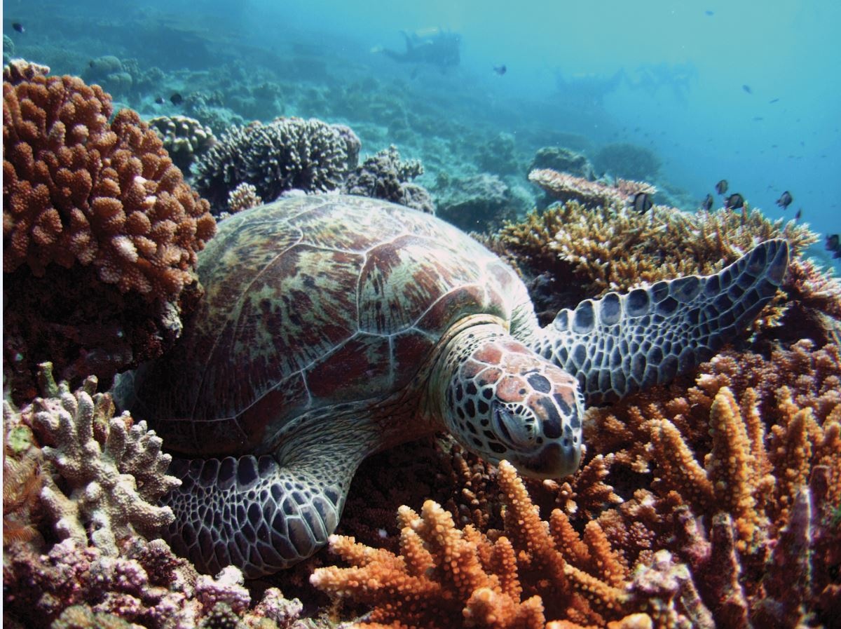 Natural Reefs vs Artificial Reefs: The Future of Ocean Environments