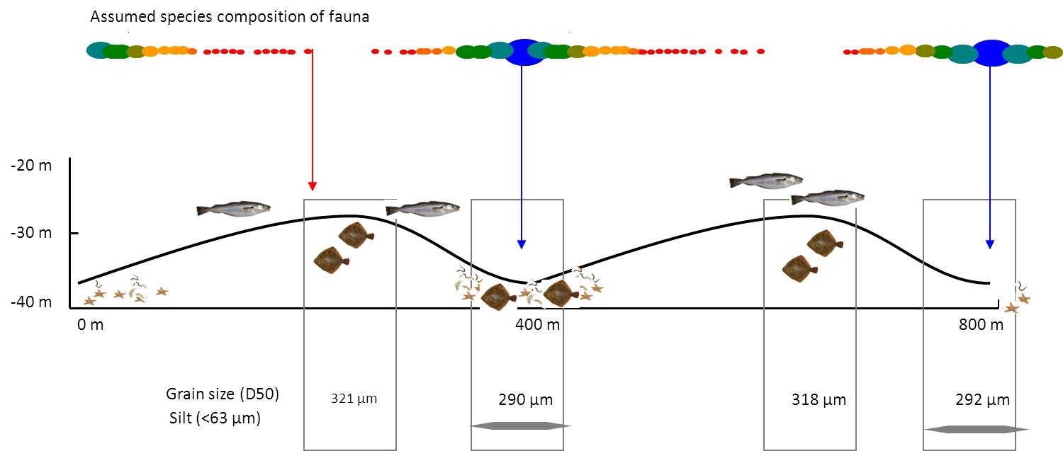 Hypothetical benthic fauna distribution at sand waves.