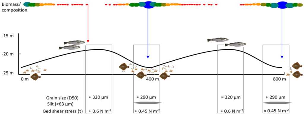 Benthic fauna distribution at sand waves