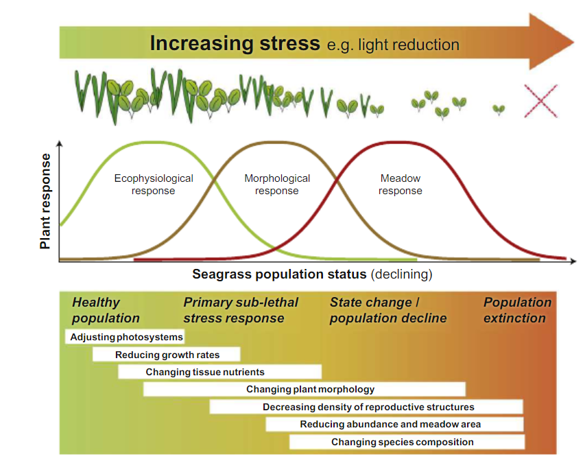 This image has an empty alt attribute; its file name is fig5_Seagrass%20light%20response%20Collier%20et%20al%202011.png