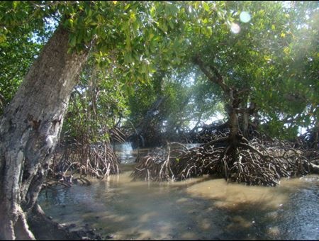 Mangrove forest