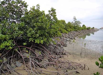 Mangroves on a breakwater