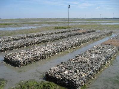 Constructed oyster reefs