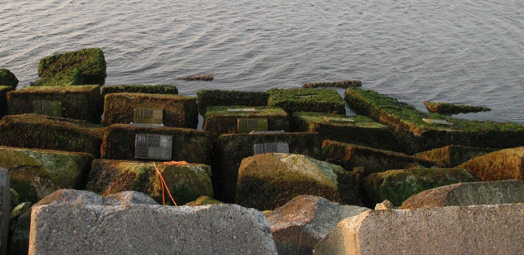 Eco-concrete breakwater structures.