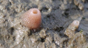 Settlement of sponges is facilitated by an optimal design of rich revetments