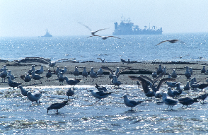 Birds at beach nourishment site