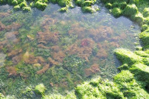 Tidal pool with high water Tidal pool with high water