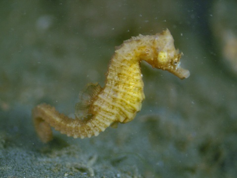 Sea horse