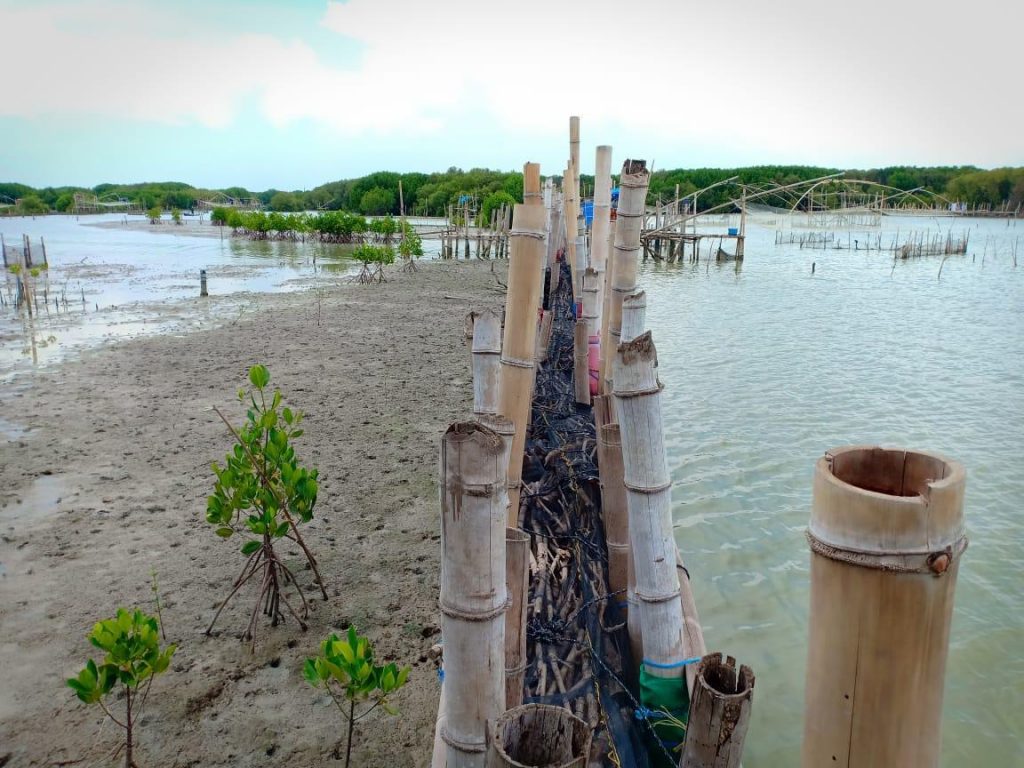 mangrove restoration Demak