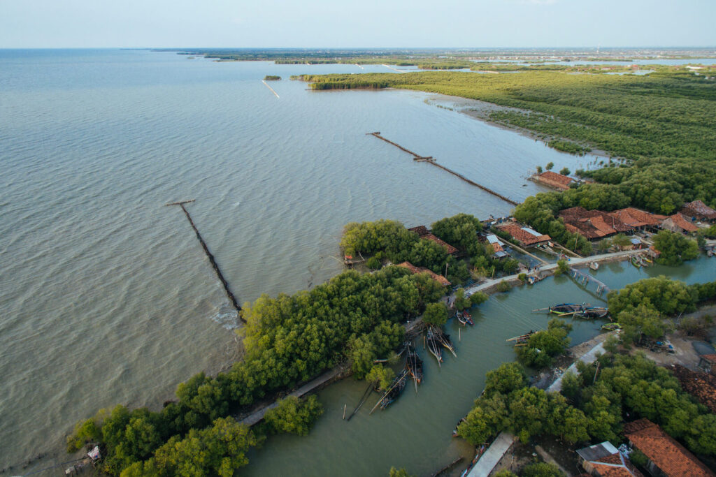 Mangrove regrowth behind permeable structures in Bedono village.