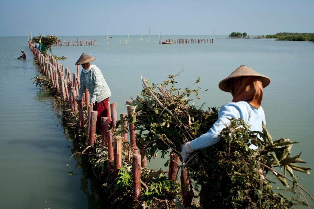 Building permeable structures along the coastline on land that once sustained mangrove belts.