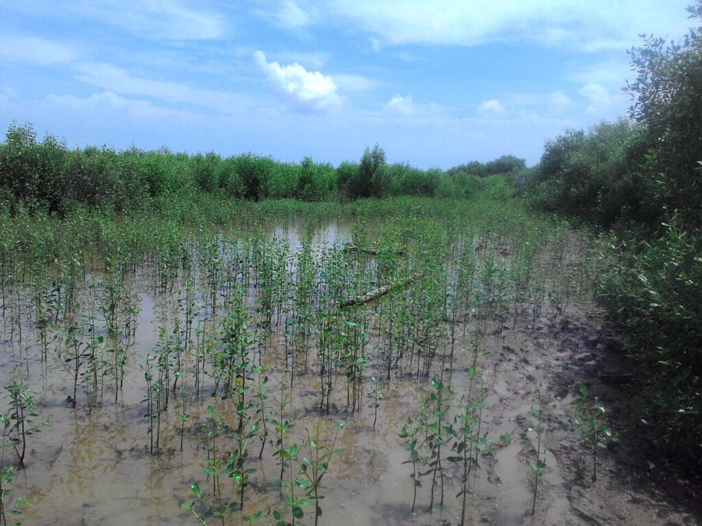 Mangrove natural regrowth in Betahwalang village