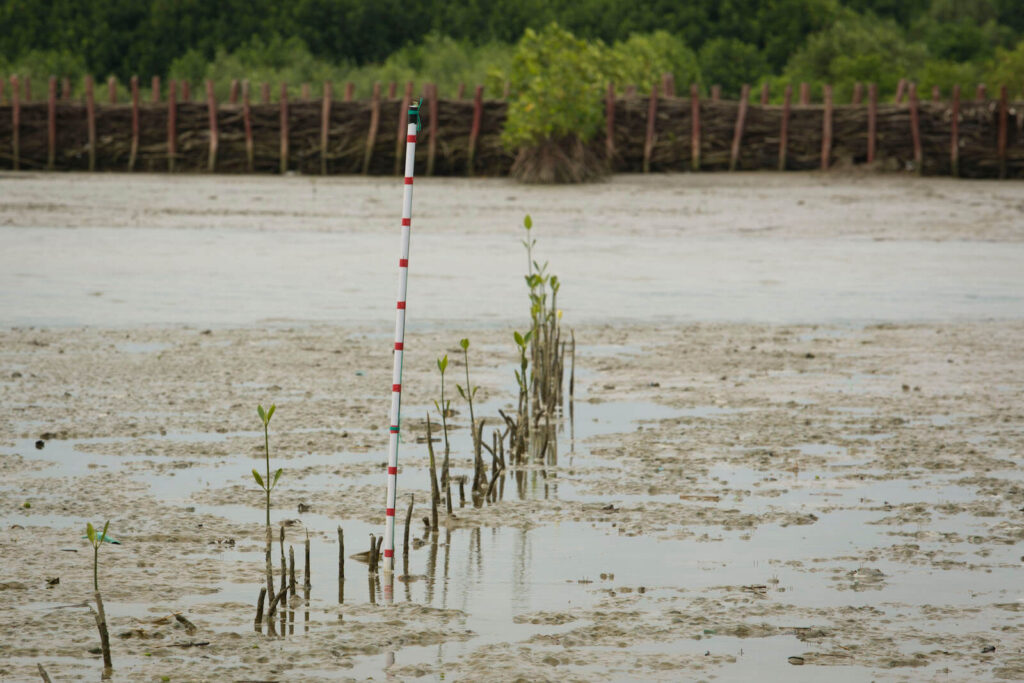 Mangrove natural regrowth in Betahwalang village