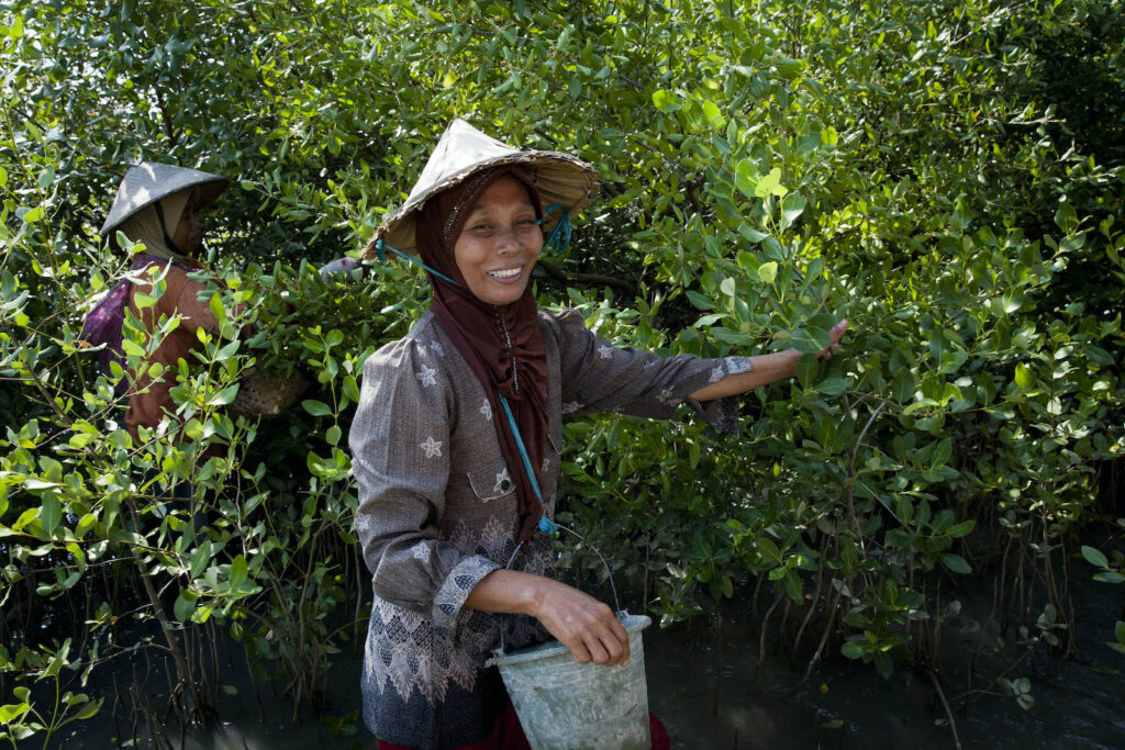 Collecting mangrove seeds that will be processed for sale and consumption.