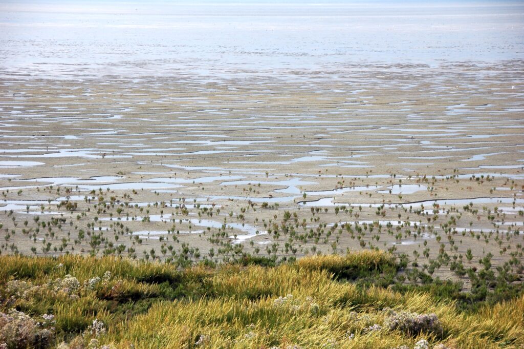 mud motor salt marsh