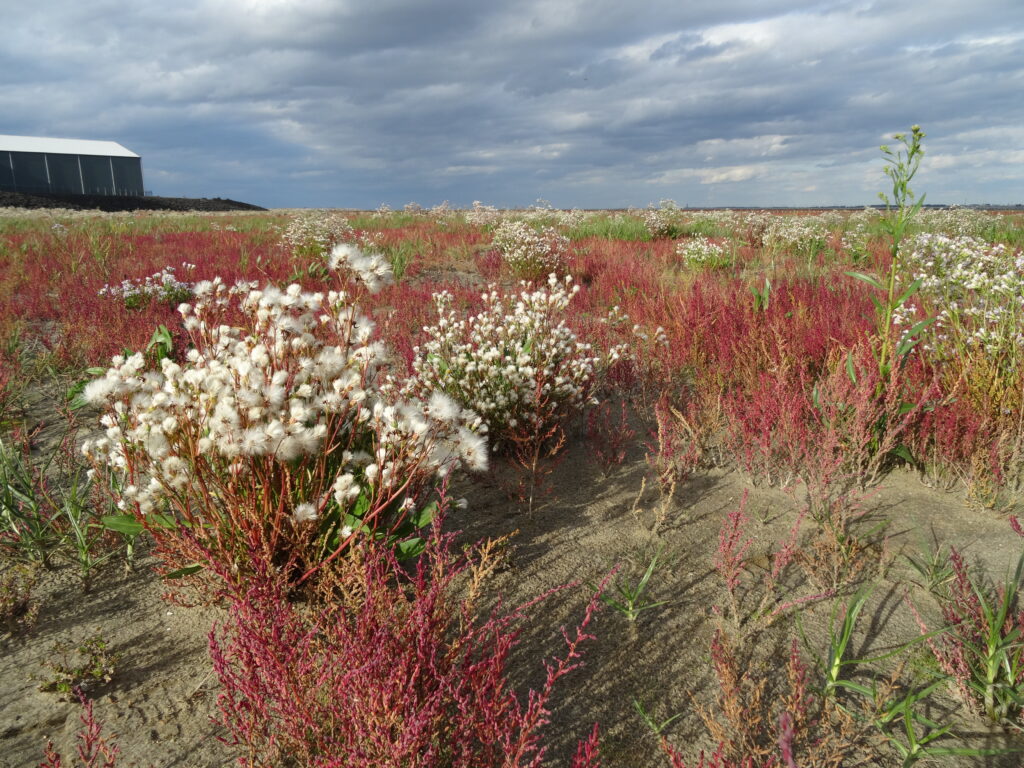 Salt marsh Marconi in bloom