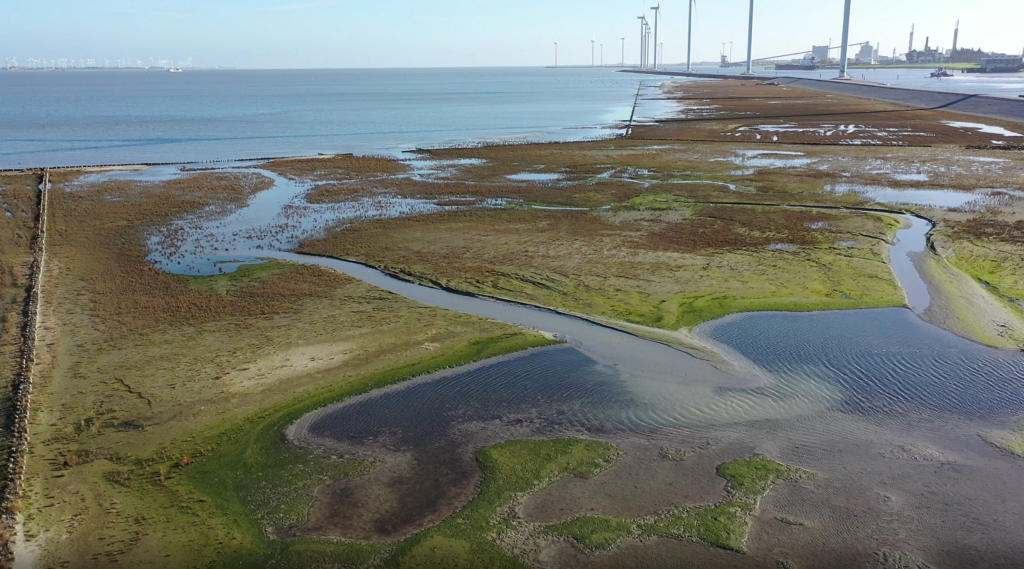 Marconi salt marsh November 2020