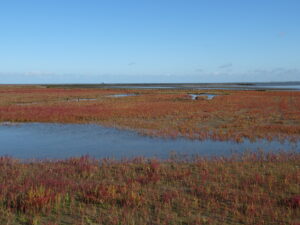 Marconi in bloom