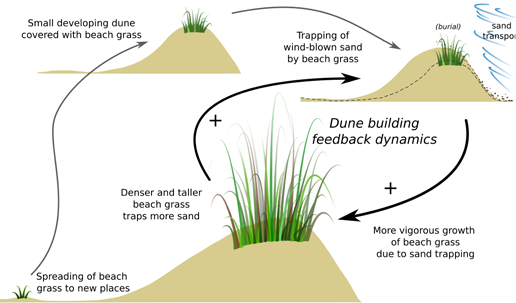 How Sand Dunes Work