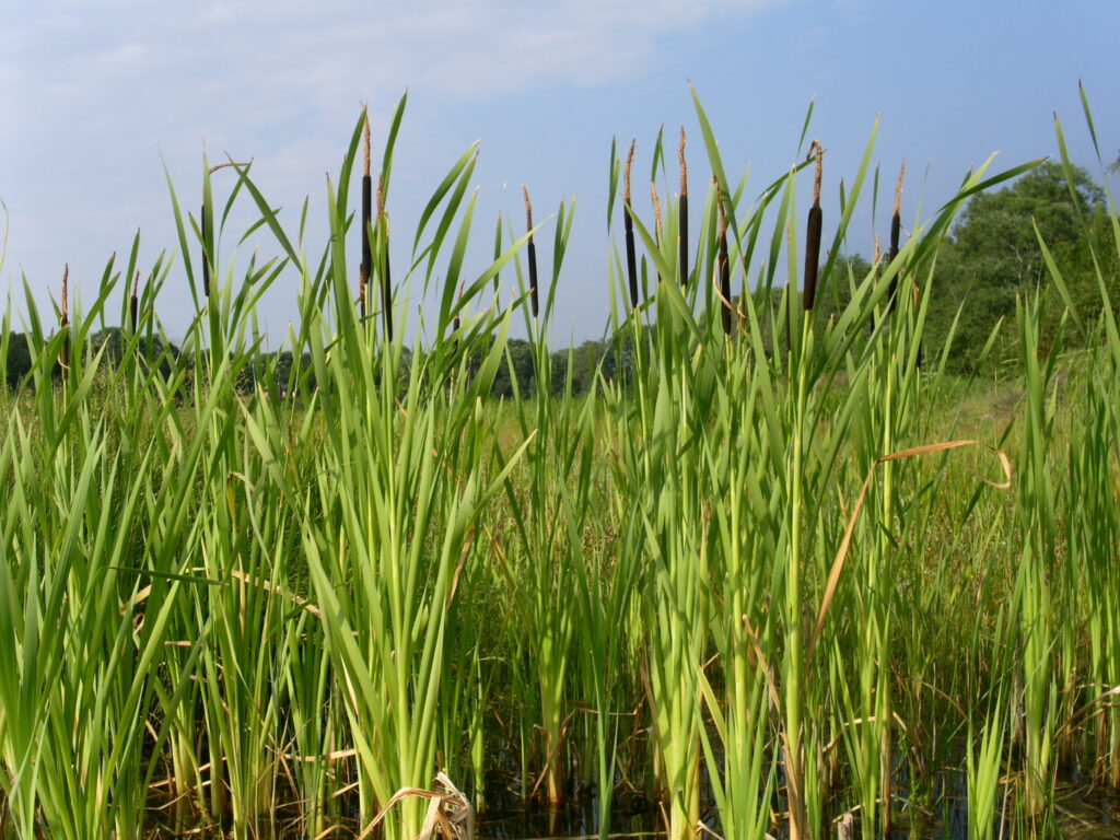 Hogere natuurwaarden