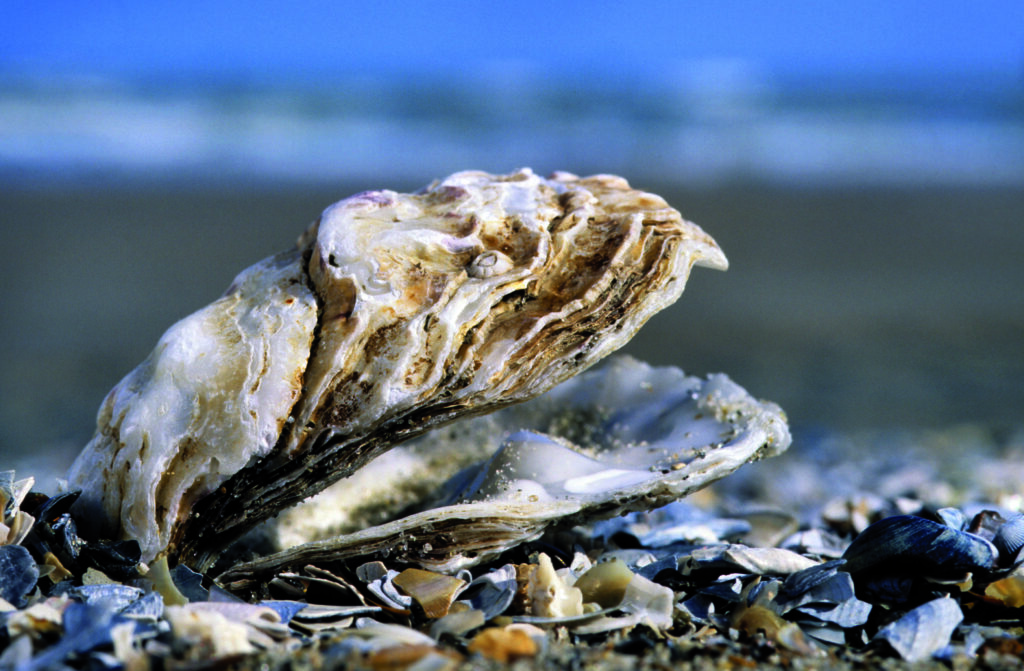 Marker Wadden 1