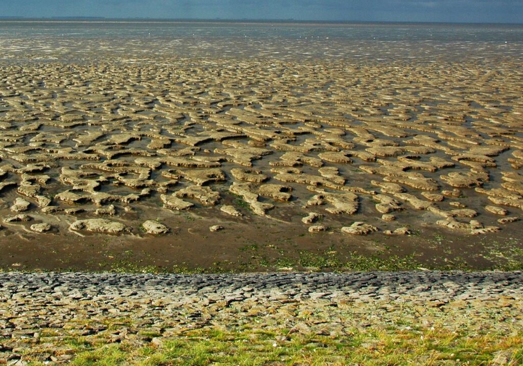 Schoon slib haven Harlingen aanjager nieuwe kweldernatuur