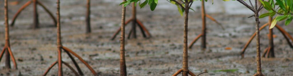 Belangrijke stap wereldwijde toepassing nature-based solutions en overstromingsreductie